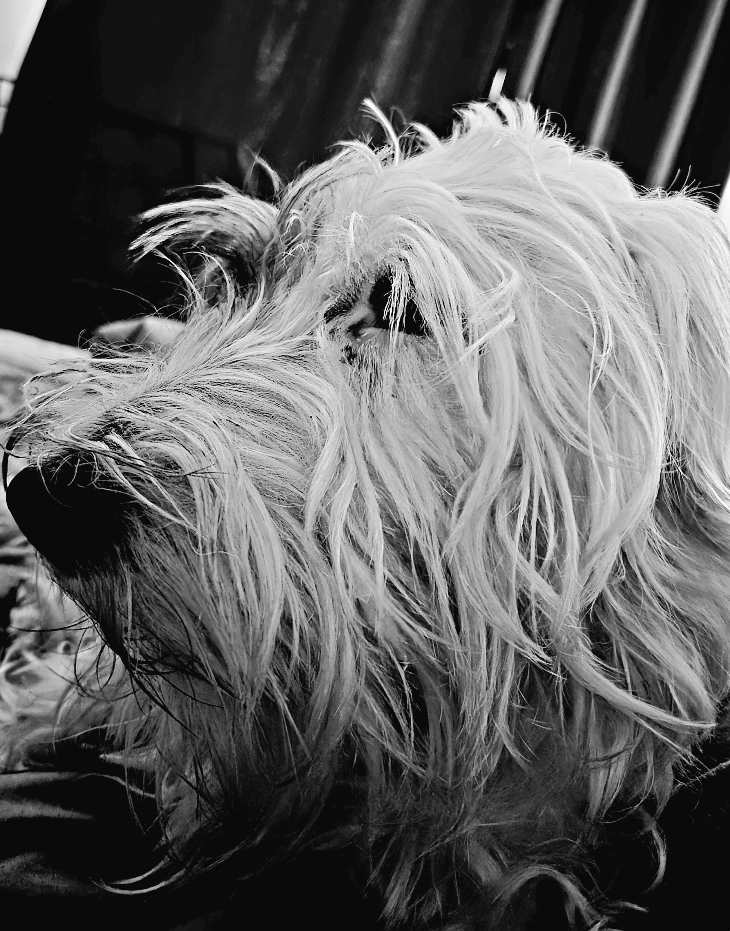Caio in black and white