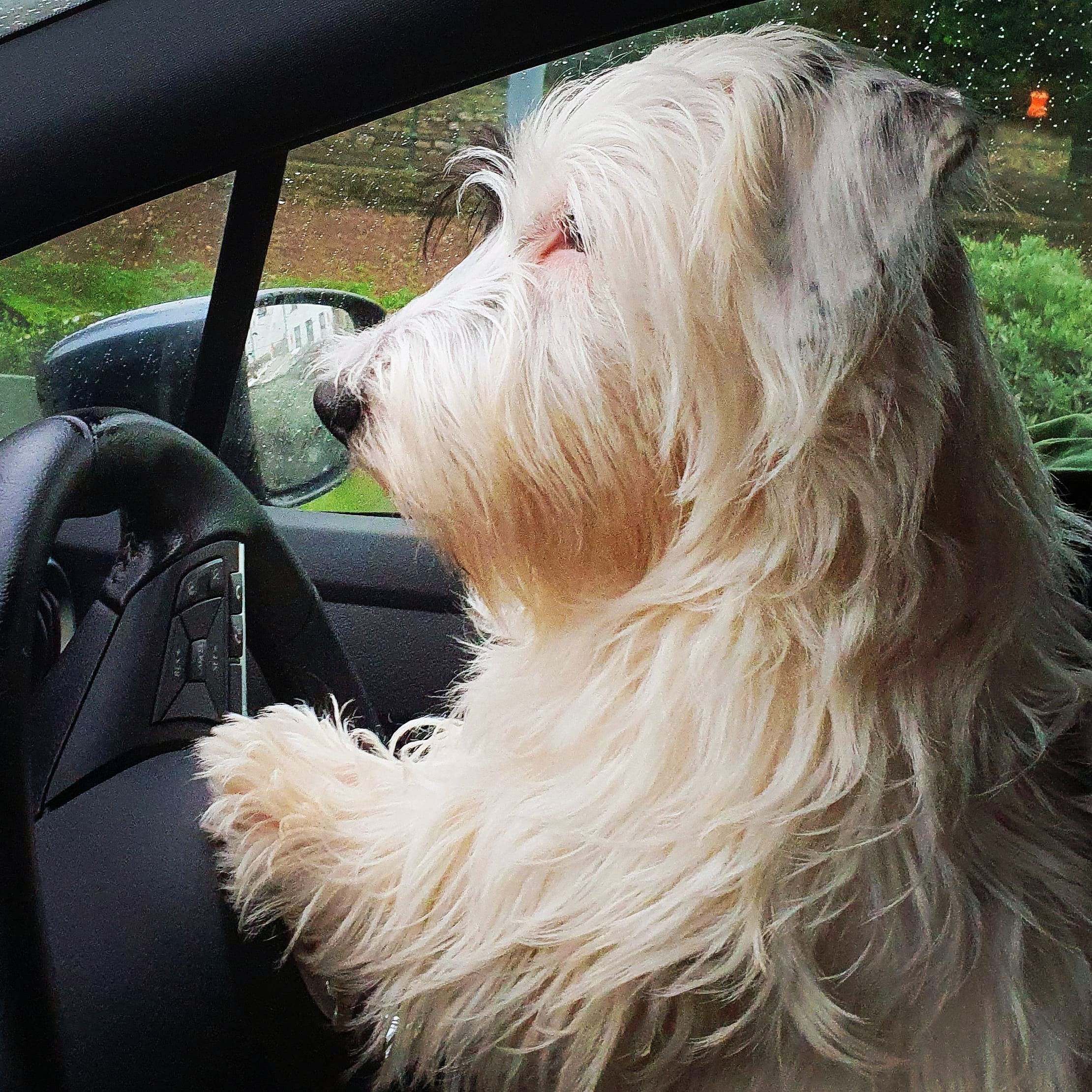 Caio at the wheel